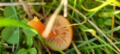 Hygrocybe insipida