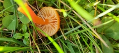 Hygrocybe insipida