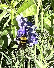 Bombus sonorus