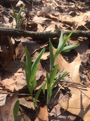 Liliales