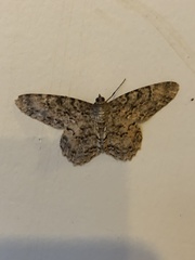 Lepidoptera