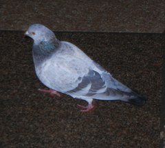 Columba livia domestica