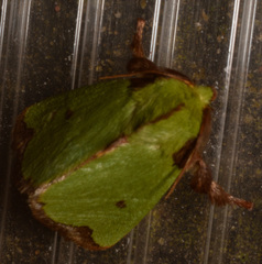 Parasa mossica