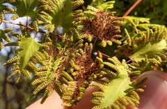 Neomusotima conspurcatalis