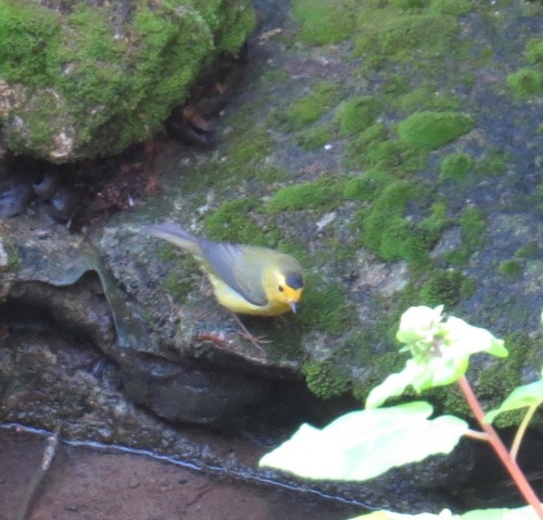 iNaturalist observation photo of Wilson's Warbler