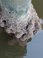 Mytilopsis leucophaeata