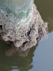 Mytilopsis leucophaeata