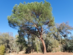Pinus