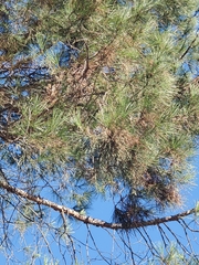 Pinus