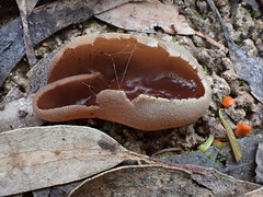 Daleomyces petersii