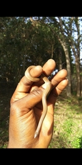 Haldea striatula