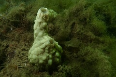 Phallusia mammillata