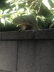 Sciurus niger