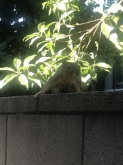 Sciurus niger