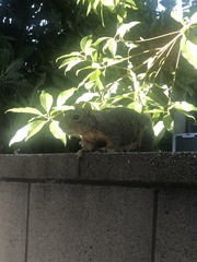 Sciurus niger
