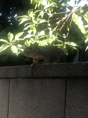 Sciurus niger