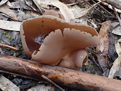 Daleomyces petersii