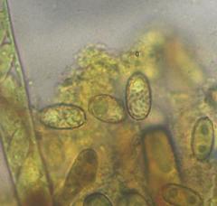 Daleomyces petersii