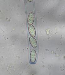 Daleomyces petersii
