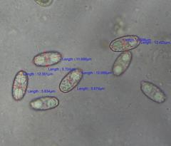 Daleomyces petersii