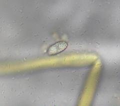 Daleomyces petersii