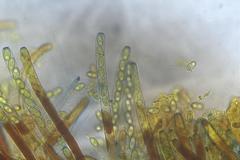 Daleomyces petersii