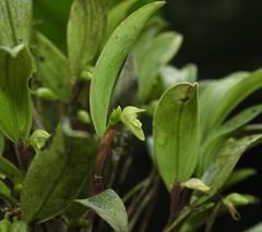 Specklinia