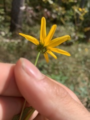 Helianthus longifolius