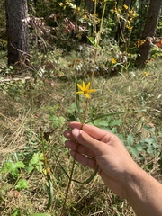 Helianthus longifolius