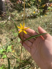 Helianthus longifolius