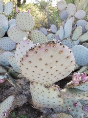 Opuntia santa-rita