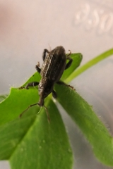 Irenimus parilis