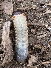 Dynastes tityus