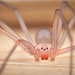 Desert Recluse - Photo (c) Marshal Hedin, some rights reserved (CC BY-NC-SA), uploaded by Marshal Hedin
