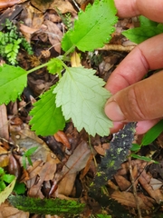 Jovellana sinclairii