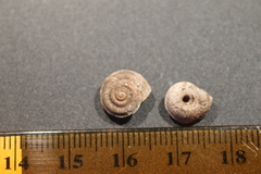 Oreohelix handi