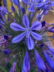 Agapanthus