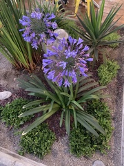 Agapanthus