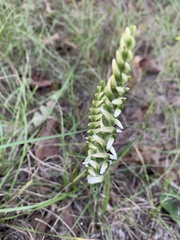 Spiranthes odorata