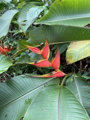 Heliconia osaensis