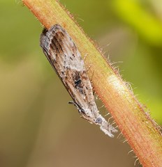 Nola biguttalis