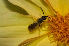Halictus scabiosae