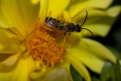 Halictus scabiosae