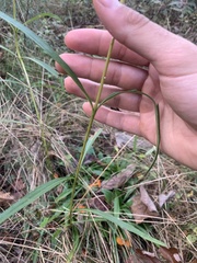 Helianthus longifolius