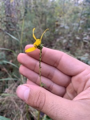 Helianthus longifolius