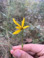 Helianthus longifolius
