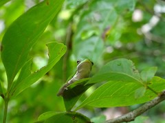 Litoria bicolor
