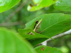 Litoria bicolor