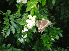 Papilio fuscus canopus