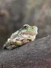 Hyla japonica